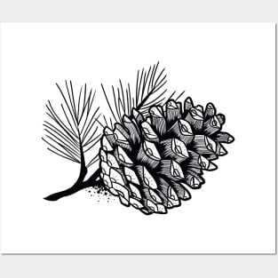 Pine cone Posters and Art